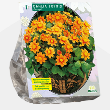 Dahlia Topmix, Orange, Topmixdaalia, 1 kpl