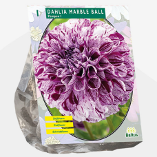 Dahlia Pompon Marble Ball, 2 pcs, pot plant SOLD OUT!