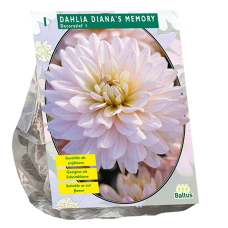 Dahlia Decoratief Diana's Memory, Daalia, 1 kpl