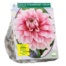 Dahlia Decorative Strawberry Cream, Koristedaalia, 1 kpl