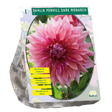 Koristedaalia (Dahlia) 'Penhill Dark Monarch', Lautasdaalia, 1 kpl