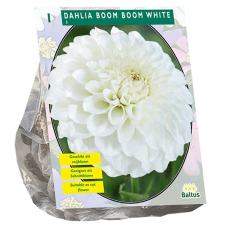 Dahlia Boom Boom White, Daalia, 1 kpl