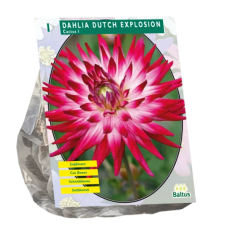 Dahlia Cactus, Kaktusdaalia Dutch Explosion, 1 kpl. NEW!
