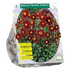 Dahlia Topmix, Purple, Topmixdaalia,1 kpl. NEW!