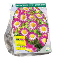 Dahlia Topmix Freya's Sweetheart, Topmixdaalia, 1 kpl. NEW!