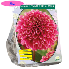 Daalia (Dahlia) Powder Puff Alyshia, 1 kpl NEW!