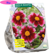 Daalia (Dahlia) Mignon Bashful, 1 kpl NEW!