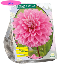 Koristedaalia (Dahlia Decoratief) Bodille, 1 kpl NEW!