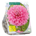 Koristedaalia (Dahlia Decoratief) Bodille, 1 kpl NEW!