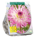 Koristedaalia (Dahlia Decoratief, Semi Cactus) Bold Accent, 1 kpl NEW!