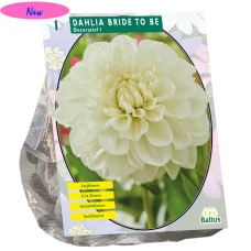 Koristedaalia (Dahlia Decoratief) 'Bride to Be', 1 kpl NEW!