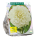 Koristedaalia (Dahlia Decoratief) 'Bride to Be', 1 kpl NEW!