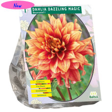 Koristedaalia (Dahlia Decorative) Dazzling Magic, 1 kpl NEW!