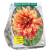 Koristedaalia (Dahlia Decorative) Dazzling Magic, 1 kpl NEW!