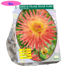 Daalia (Semi-Cactus Dahlia) 'Felida Solar Flare', 1 kpl NEW!