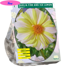 Mignon Daalia (Dahlia Mignon) 'Fire and Ice Lemon' , 1 kpl NEW!