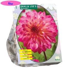 Koristedaalia (Dahlia Decoratief) Loe's, 1 kpl NEW!