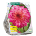 Koristedaalia (Dahlia Decoratief) Loe's, 1 kpl NEW!