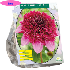 Anemonedaalia (Dahlia Anemone) Missis Abigail, 1 kpl NEW!