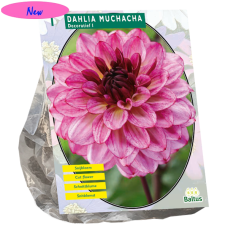 Koristedaalia (Dahlia Decoratief) 'Muchacha', 1 kpl NEW!