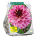 Koristedaalia (Dahlia Decoratief) 'Muchacha', 1 kpl NEW!