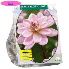 Daalia (Dahlia Waterlily) Pacific Jewel, 1 kpl NEW!