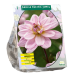 Daalia (Dahlia Waterlily) Pacific Jewel, 1 kpl NEW!