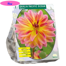 Daalia (Dahlia) Mignon Pacific Ocean, 1 kpl NEW!