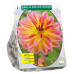 Daalia (Dahlia) Mignon Pacific Ocean, 1 kpl NEW! 