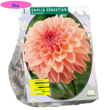 Koristedaalia (Dahlia Decoratief) Sebastian, 1 kpl NEW!