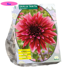 Koristedaalia (Dahlia Decoratief) Tanita,1 kpl