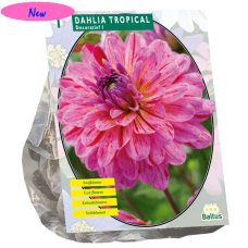 Koristedaalia (Dahlia Decorative) Tropical, 1 kpl  NEW!