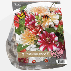 Dahlia, Urban Flowers - Dancing Bouquet, Daaliat, 3 kpl - SUPERTARJOUS!