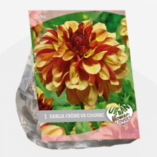 Urban Flowers - Crème de Cognac per 1, 1L- pot plant SOLD OUT!