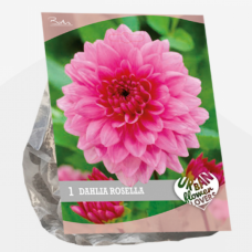 Urban Flowers - Rosella, Daalia,1kpl
