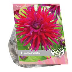 Urban Flowers - Orfeo, Daalia, 1kpl. ALE - 70%!