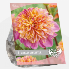 Urban Flowers - Lifestyle, Daalia,1kpl 