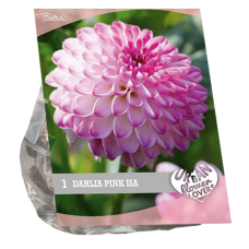 Urban Flowers - Pink Isa, Daalia, 1 kpl. NEW! 