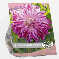 Urban Flowers - Bristol stripe, Dahlia, 1pc SALE - 70%!