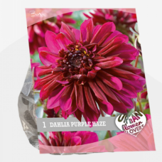 Urban Flowers - Purple Haze, Daalia, 1kpl TUOTE ON LOPPUUNMYYTY!