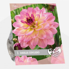 Urban Flowers - Zingaro, Daalia, 1kpl