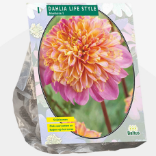 Dahlia Anemone Lifestyle per 1 SOLD OUT!