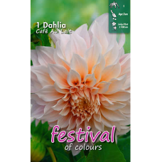 Dahlia Dinner Plate, Lautasdaalia 'Café au Lait', 1 kpl Dahlia Dinner Plate, Lautasdaalia 'Café au Lait', 1 kpl