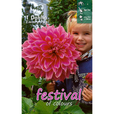 Dahlia Giant Decorative, Jättiläinen Koristedaalia 'Emory Paul', 1 kpl. 
