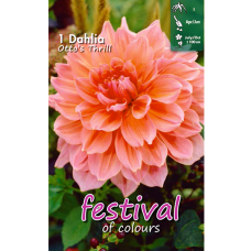 Dahlia Dinnerplate, Lautasdaalia 'Otto's Thrill', 1 kpl