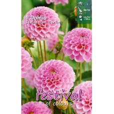 Dahlia Pompon, Pompondaalia 'Stolze von Berlin', 1 kpl. 