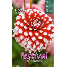 Dahlia Ball, Pallodaalia 'Checkers', 1 kpl