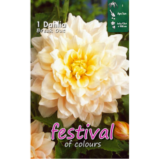  Dahlia Dinnerplate, Lautasdaalia 'Break Out', 1 kpl