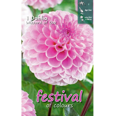  Dahlia ball, Pallodaalia, 'Wizard of Oz', 1kpl.