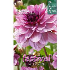 Dahlia Decoratief, Koristedaalia 'Creme de Cassis', 1 kpl.